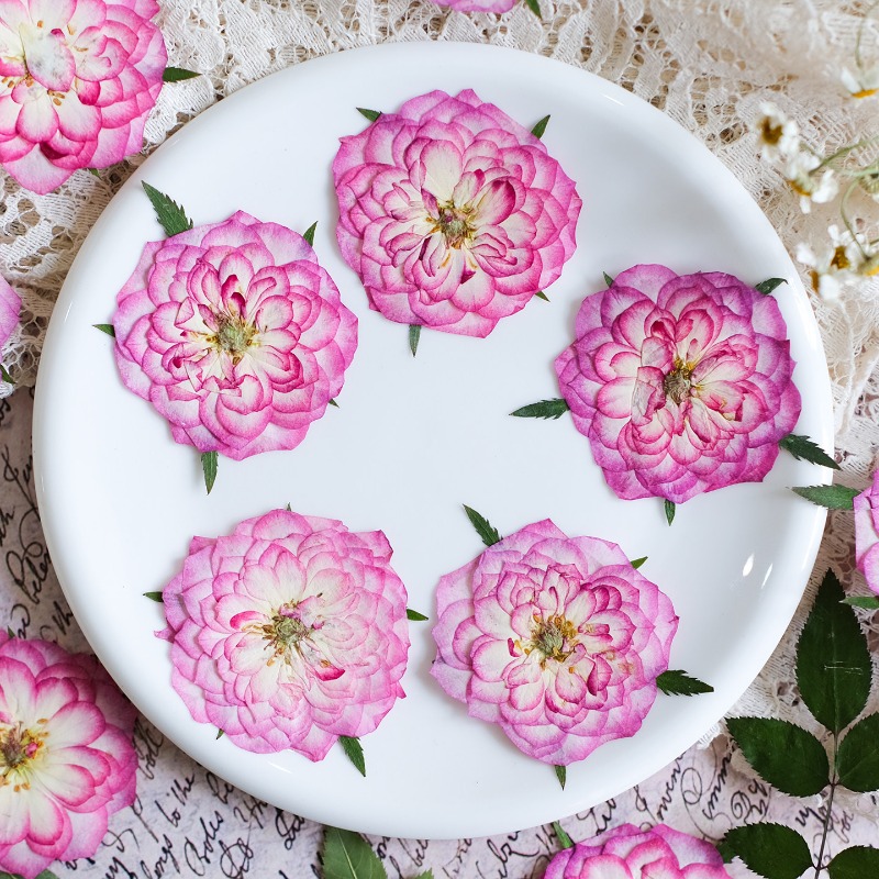 Resin Art Rose Petals - 6個入り、天然バラ蓮押し花、本物の花びら、DIY樹脂ブックマーク、フォトフレーム、クラフトアート標本素材