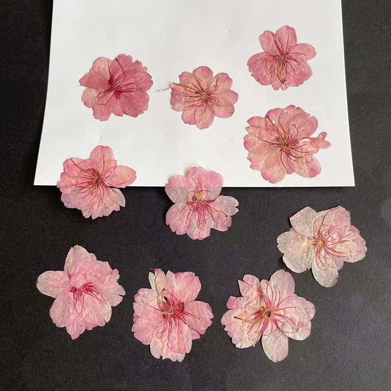 ジュエリー作り用の本物の天然ドライプレスの花びら,3-4.5 - Resin Art Rose Petals のレビューと価格